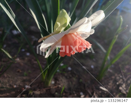 Narcissus variety Pink Charm close-up. Blooming flower with white pink petals in inflorescence with green leaves on sunny spring day. Selection breeding flower. Agricultural farming gardening 133296147