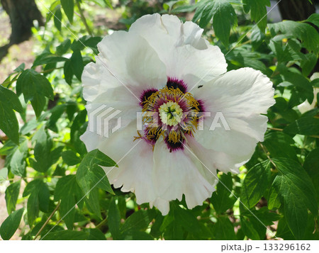 Large tree peony flower. A large flower with white petals and stamens in the center on a bush with green leaves on spring day. Varietal blossoming flower. Blooming flower. Nature. Natural background 133296162