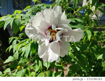 Large tree peony flower. A large flower with white petals and stamens in the center on a bush with green leaves on spring day. Varietal blossoming flower. Blooming flower. Nature. Natural background 133296163