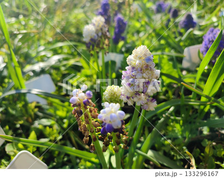 Muscari. Blooming muscari flowers. Many small white purple flowers of muscari inflorescence on sunny spring day. Varietal blossoming flower. Small flower on green stem on background of green grass Muscari. Blooming muscari flowers. Many small white purple flowers of muscari inflorescence on sunny spring day. Varietal blossoming flower. Small flower on green stem on background of green grass 133296167