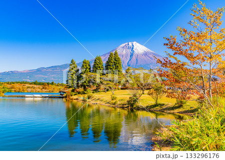 【静岡県】秋の田貫湖湖畔キャンプ場と富士山 133296176