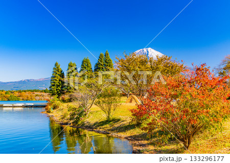 【静岡県】秋の田貫湖湖畔キャンプ場と富士山 133296177