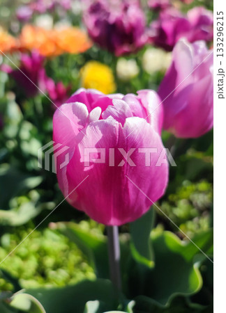 Varietal blooming tulip close up. Growing blossoming tulip flower with red pink petals on background of blurred multicolored flowering flowers on sunny spring day. Nature. Natural background Varietal blooming tulip close up. Growing blossoming tulip flower with red pink petals on background of blurred multicolored flowering flowers on sunny spring day. Nature. Natural background 133296215