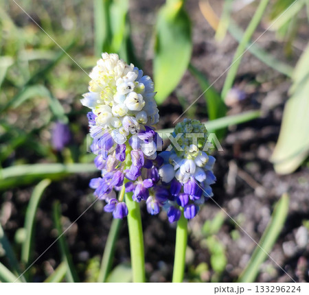 Muscari. Blooming muscari flowers. Many small white purple flowers of muscari inflorescence on sunny spring day. Varietal blossoming flower. Small flower on green stem on background of grass 133296224