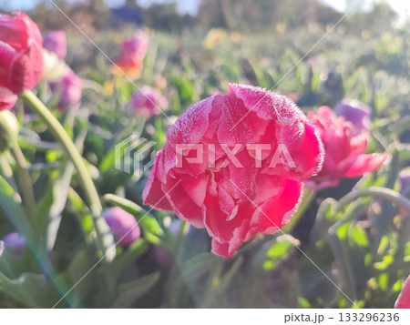 Blooming tulip close-up. Blooming tulip flower with pink petals and frost on a sunny spring morning. Blossoming blooming flower tulip growing in the ground. Petals covered with snow ice 133296236