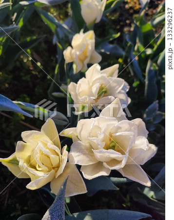 Blossoming blooming tulip flower. Blooming tulip flower with white petals with drops of morning dew close-up. Beautiful blooming flower on sunny morning in spring. Nature. Natural background 133296237