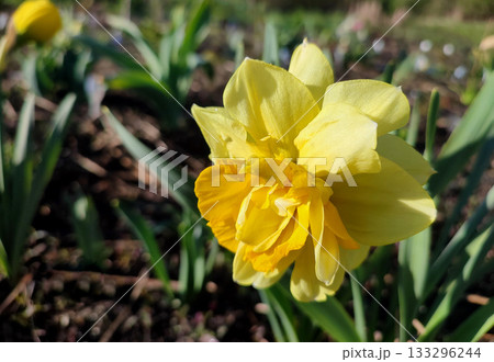 Flower narcissus. Blooming narcissus flower with many yellow petals in inflorescence close-up. Blooming daffodil flower with green leaves growing in ground on spring morning. Narcissus 133296244