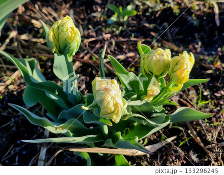 Double tulip variety Emerald Star. Bud with yellow and green petals and drops of dew on green stem growing in black soil on sunny spring day. Blooming of blossoming flower. Natural background 133296245