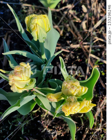 Double tulip variety Emerald Star. Bud with yellow and green petals and drops of dew on green stem growing in black soil on sunny spring day. Blooming of blossoming flower. Natural background Double tulip variety Emerald Star. Bud with yellow and green petals and drops of dew on green stem growing in black soil on sunny spring day. Blooming of blossoming flower. Natural background 133296246
