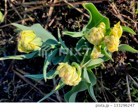 Double tulip variety Emerald Star. Bud with yellow and green petals and drops of dew on green stem growing in black soil on sunny spring day. Blooming of blossoming flower. Natural background 133296247
