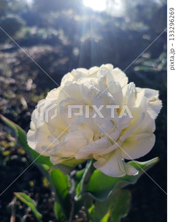 Blooming tulip flower. Blooming tulip flower with white petal in inflorescence on sunny spring morning. Blooming of blossoming white tulip flower growing in ground. Natural background. Tulip 133296269