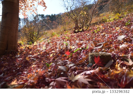 秋の蓬田岳 秋の蓬田岳 133296382
