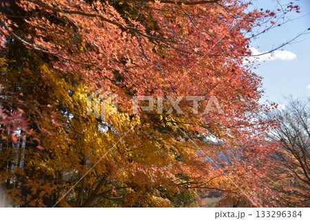 秋の蓬田岳 秋の蓬田岳 133296384
