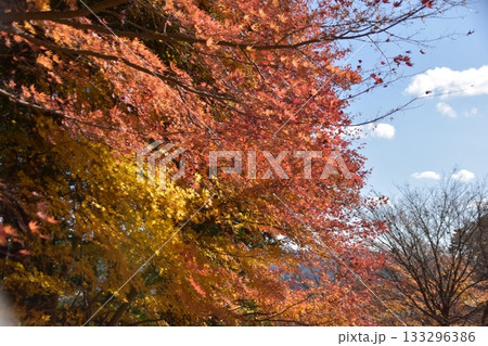 秋の蓬田岳 秋の蓬田岳 133296386