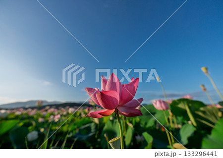 奈良県橿原市藤原京跡でで撮影した蓮 奈良県橿原市藤原京跡でで撮影した蓮 133296441