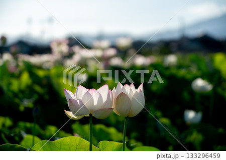 奈良県橿原市藤原京跡でで撮影した蓮 133296459