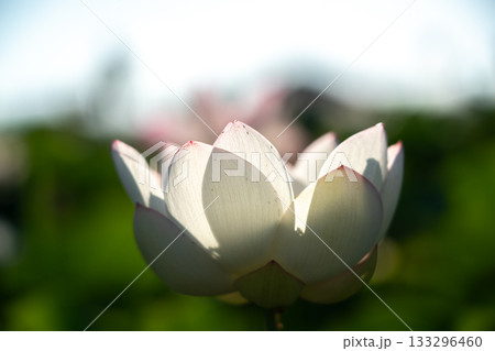 奈良県橿原市藤原京跡でで撮影した蓮 133296460