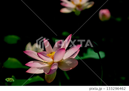 奈良県橿原市藤原京跡でで撮影した蓮 133296462