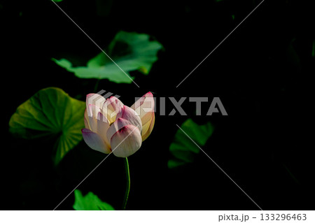 奈良県橿原市藤原京跡でで撮影した蓮 奈良県橿原市藤原京跡でで撮影した蓮 133296463