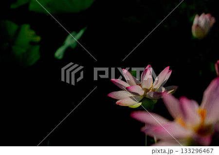 奈良県橿原市藤原京跡でで撮影した蓮 奈良県橿原市藤原京跡でで撮影した蓮 133296467