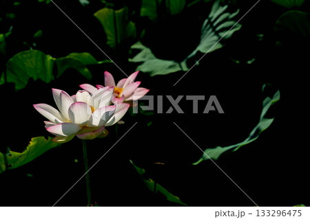 奈良県橿原市藤原京跡でで撮影した蓮 133296475