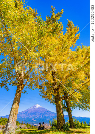 【静岡県】白糸自然公園のイチョウと富士山 133296482