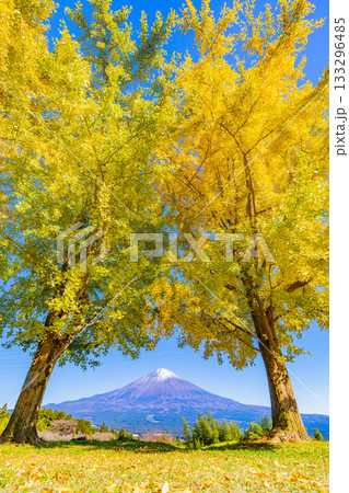 【静岡県】白糸自然公園のイチョウと富士山 133296485