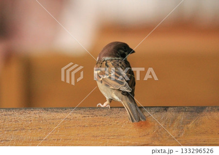 Sparrow sitting on a wooden fence in a park in the city Sparrow sitting on a wooden fence in a park in the city 133296526