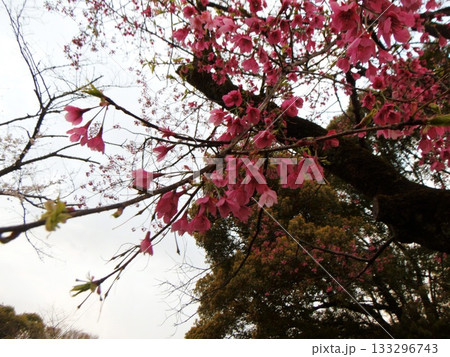 濃いピンク色のカンヒザクラの花の枝 133296743