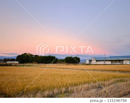 新米の時期 米不足の年 田んぼ 新米の時期 米不足の年 田んぼ 133296798