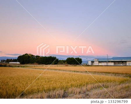 新米の時期 米不足の年 田んぼ 新米の時期 米不足の年 田んぼ 133296799
