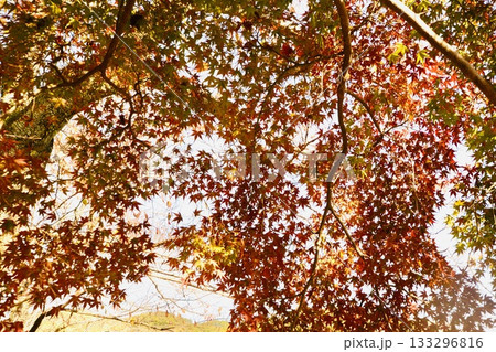 錦帯橋そばの紅葉したモミジ 錦帯橋そばの紅葉したモミジ 133296816