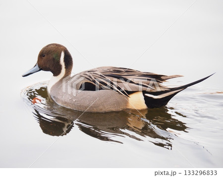 ホシハジロ ホシハジロ 133296833