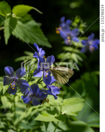 エゾノハナシノブ エゾノハナシノブ 133296834