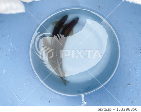 渓流魚の鮎。バケツの中に入れた釣った鮎。 133296850