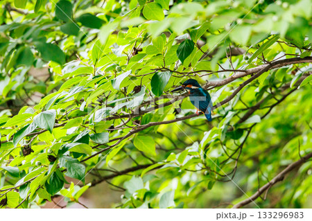 瑠璃色の人気者カワセミ 133296983