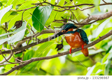 瑠璃色の人気者カワセミ 瑠璃色の人気者カワセミ 133296987