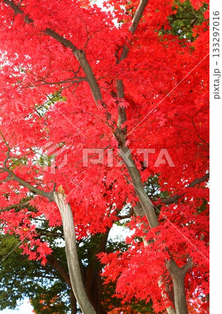 見上げたら真っ赤な紅葉の秋 見上げたら真っ赤な紅葉の秋 133297016