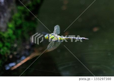 湖沼等の水辺を巡回飛行するギンヤンマの仲間のクロスジギンヤンマ 133297160