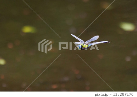 湖沼等の水辺を巡回飛行するギンヤンマの仲間のクロスジギンヤンマ 湖沼等の水辺を巡回飛行するギンヤンマの仲間のクロスジギンヤンマ 133297170