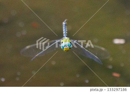 湖沼等の水辺を巡回飛行するギンヤンマの仲間のクロスジギンヤンマ 湖沼等の水辺を巡回飛行するギンヤンマの仲間のクロスジギンヤンマ 133297186