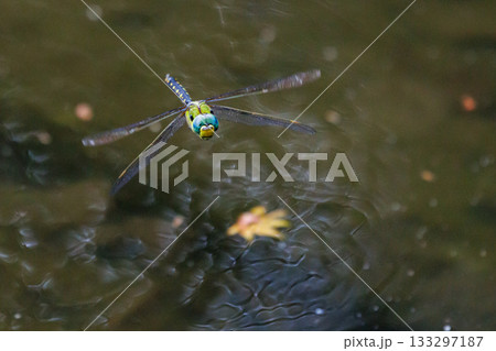 湖沼等の水辺を巡回飛行するギンヤンマの仲間のクロスジギンヤンマ 133297187