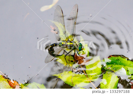 湖沼等の水辺を巡回飛行するギンヤンマの仲間のクロスジギンヤンマ 133297188