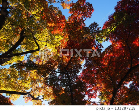 善峯寺の紅葉 133297219