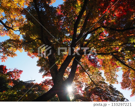 善峯寺の紅葉 善峯寺の紅葉 133297221