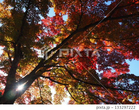 善峯寺の紅葉 133297222