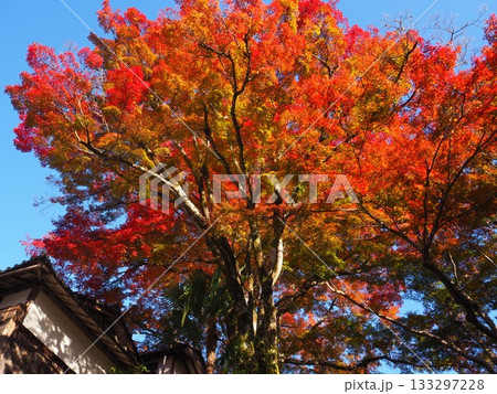 善峯寺の紅葉 善峯寺の紅葉 133297228