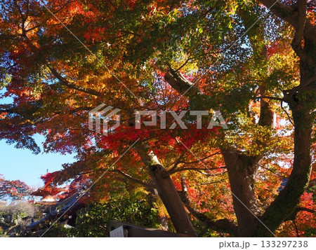 善峯寺の紅葉 善峯寺の紅葉 133297238