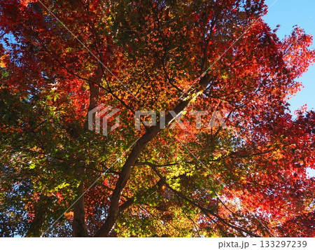 善峯寺の紅葉 善峯寺の紅葉 133297239