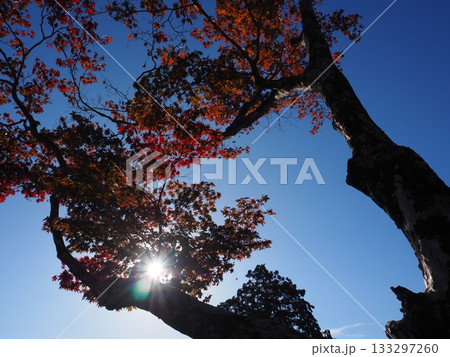 善峯寺の紅葉 133297260